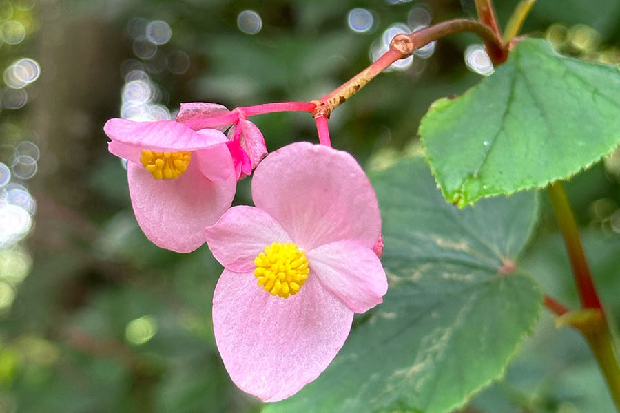 【シュウカイドウ(秋海棠)の花言葉】怖い意味はある？似た花は？