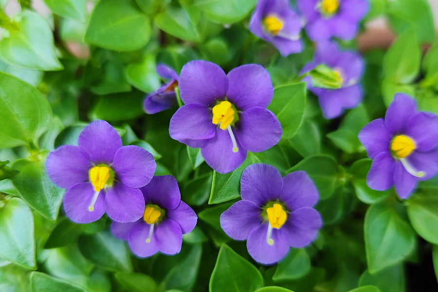 【エキザカムの花言葉】怖い意味はある？いつの誕生花？