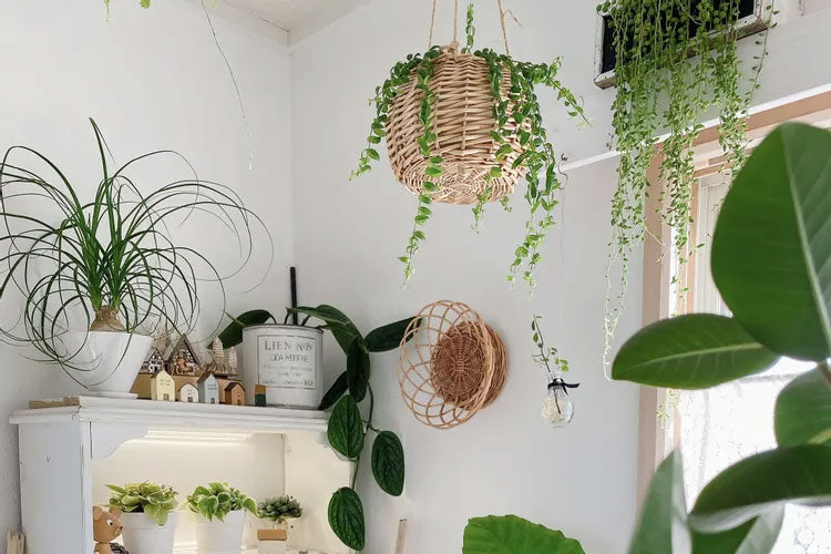 壁掛けにおすすめな観葉植物｜おしゃれな飾り方や手入れ方法を徹底解説