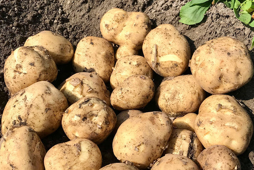 じゃがいもの植える時期と植え方は？水やり頻度などの育て方を解説