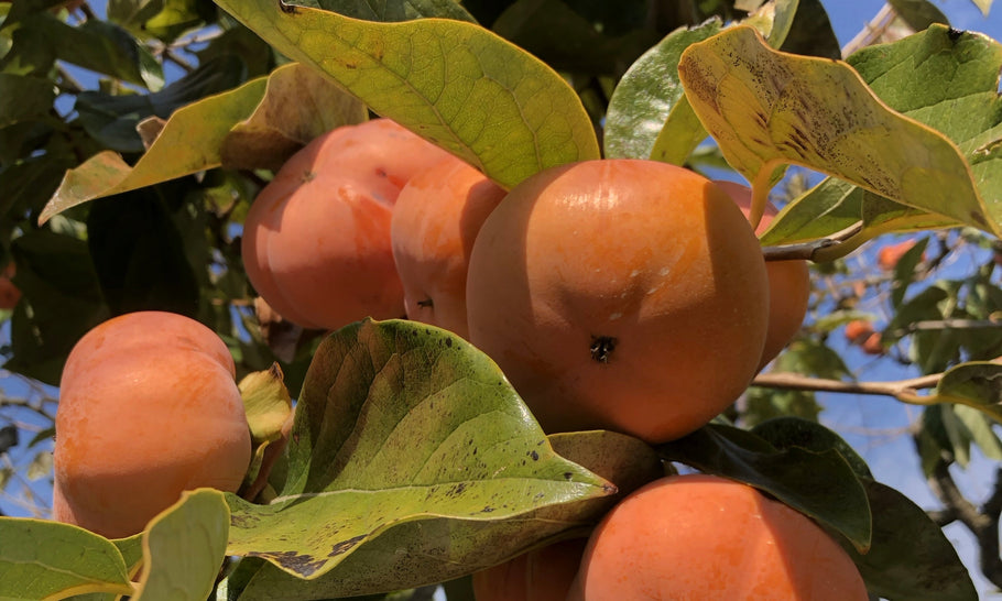 柿は種から育てることもできる？植え方や肥料時期などの育て方を解説