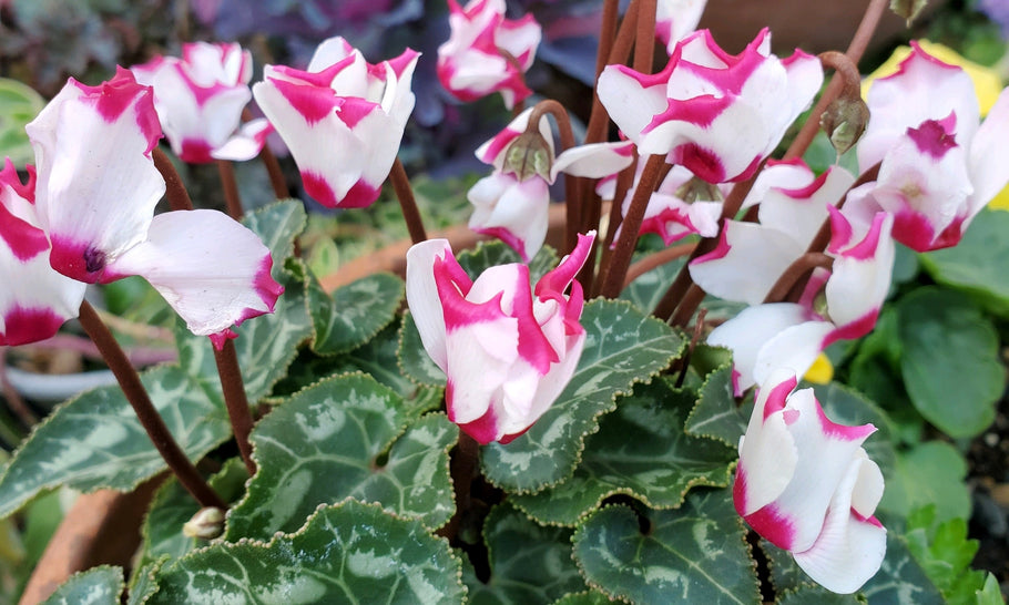 【冬の花一覧】冬に咲く花といえばどんな名前が浮かぶ？
