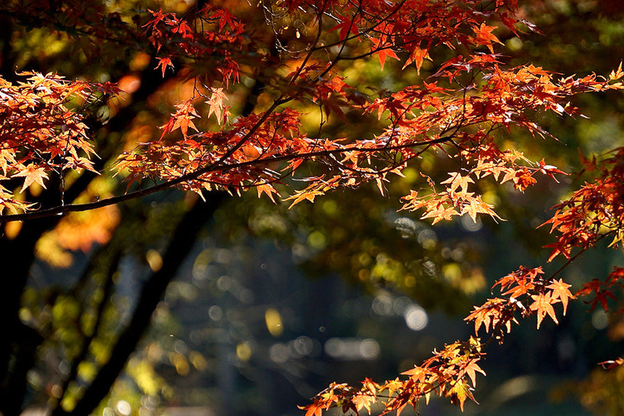 もみじの剪定時期はいつ？小さくするにはどこを切ればいい？