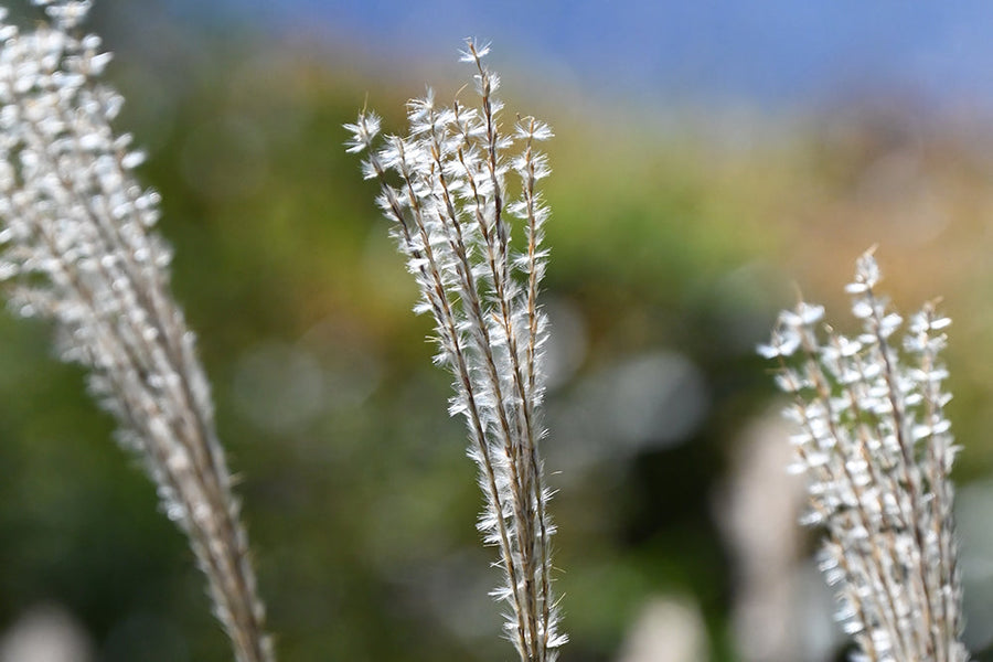 【ススキの花言葉】ことわざでは怖い意味で使われている？
