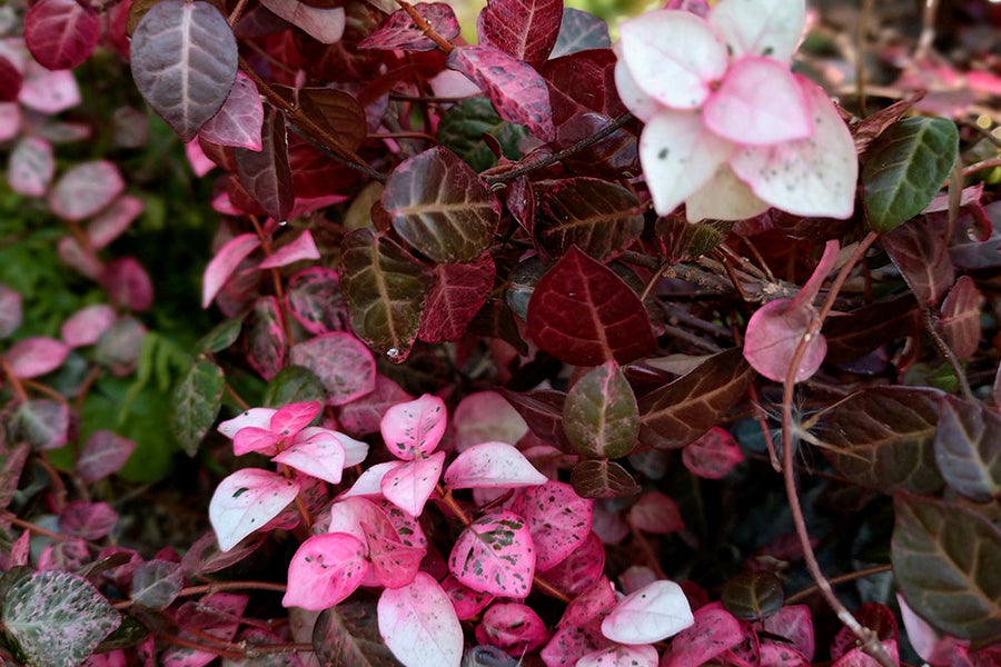 ハツユキカズラの毒性は強い？植えっぱなしは増えすぎて危険？