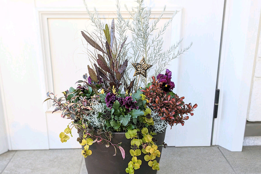 クリスマスの寄せ植えの作り方｜相性のいい植物や寄せ植え例を紹介