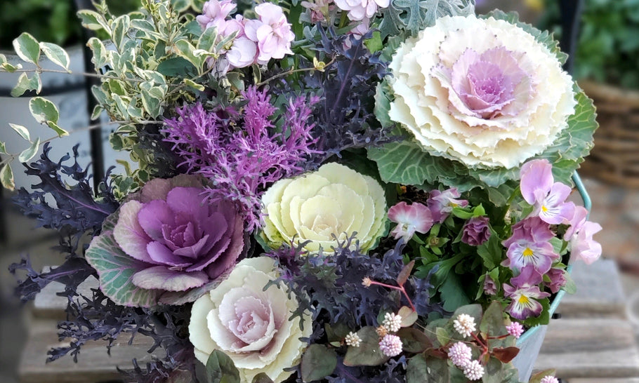 葉牡丹の寄せ植えをおしゃれに！初心者におすすめの組み合わせとは？