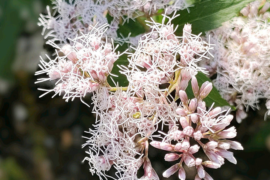 秋の七草のひとつ「フジバカマ」の花言葉とは？少し怖い意味もある？