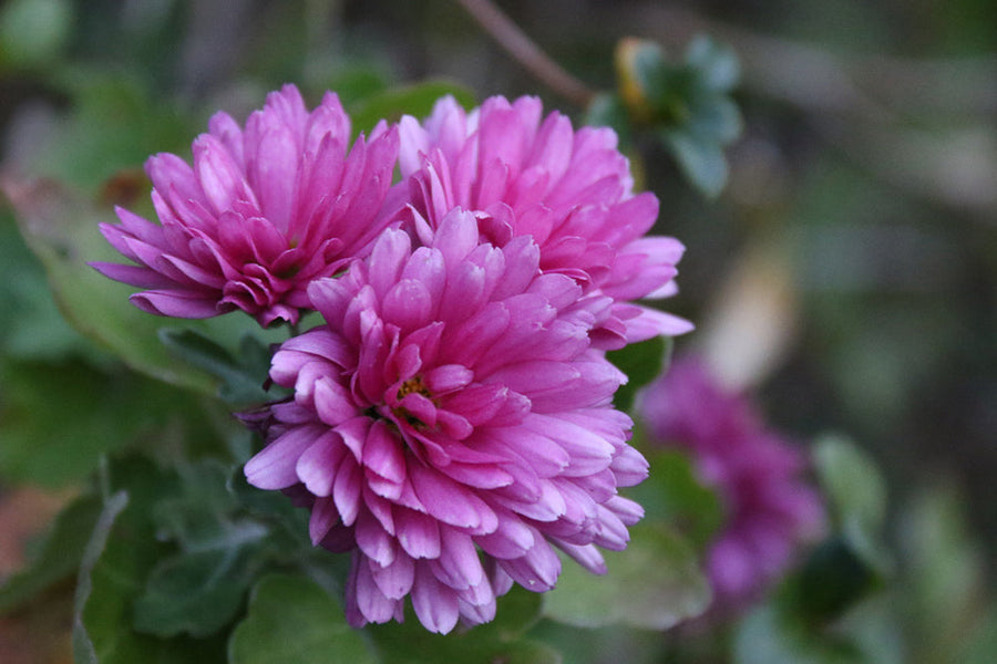 植えっぱなしの菊を切り戻し！伸びすぎた背丈を剪定、摘心する方法