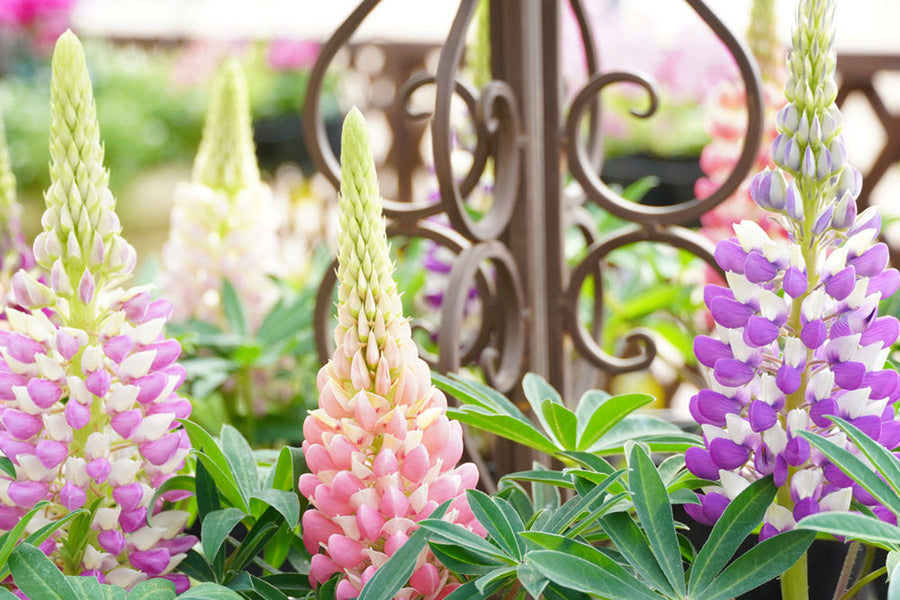 【ルピナスの花言葉】色別だと怖い意味もある？和名の由来は？