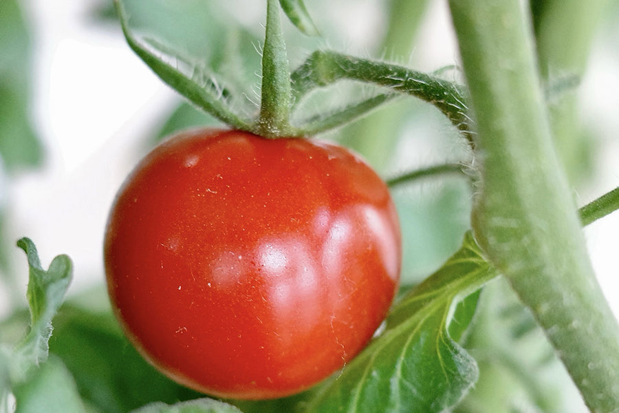 ミニトマトの種類一覧！初心者でも育てやすい、甘くて美味しい品種は？