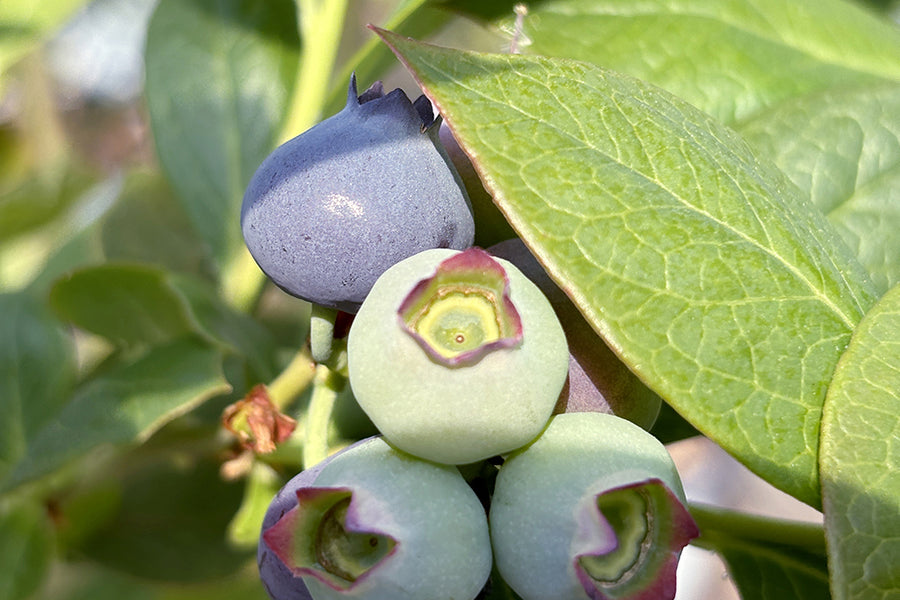 ブルーベリーの種類｜家庭菜園におすすめの品種はどれ？