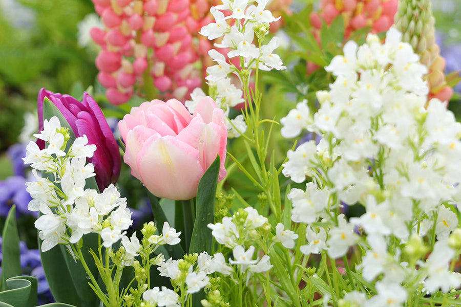 チューリップの寄せ植えの作り方｜相性がいい花やお手本を紹介