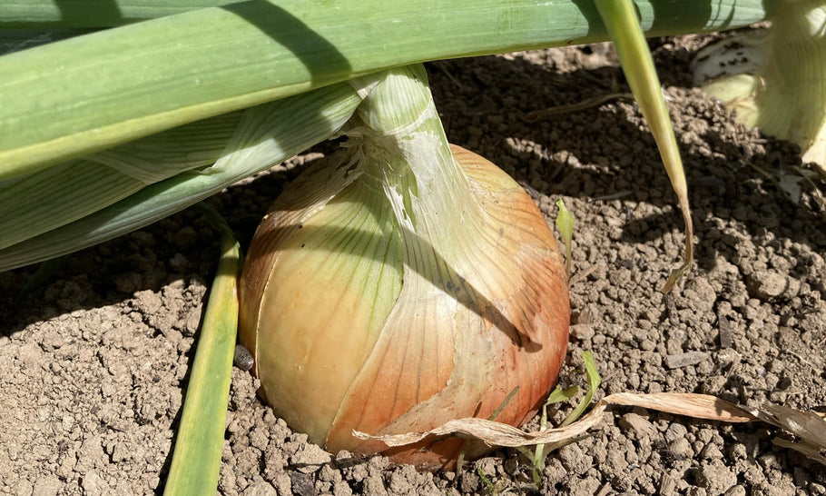 玉ねぎの肥料はなにがいい？追肥時期や鶏糞、化成肥料のやり方を解説