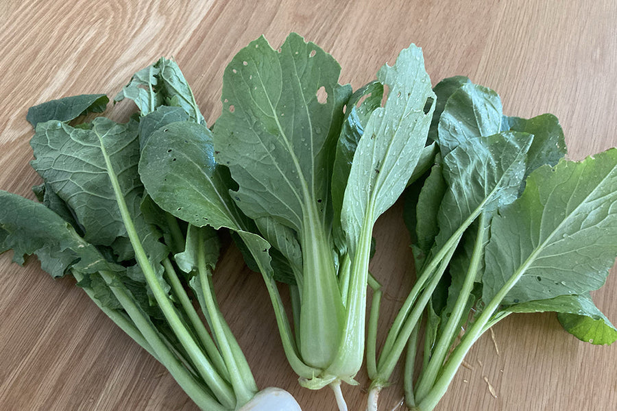 【12月に植える野菜】初心者もプランターで簡単に育てられるのは？