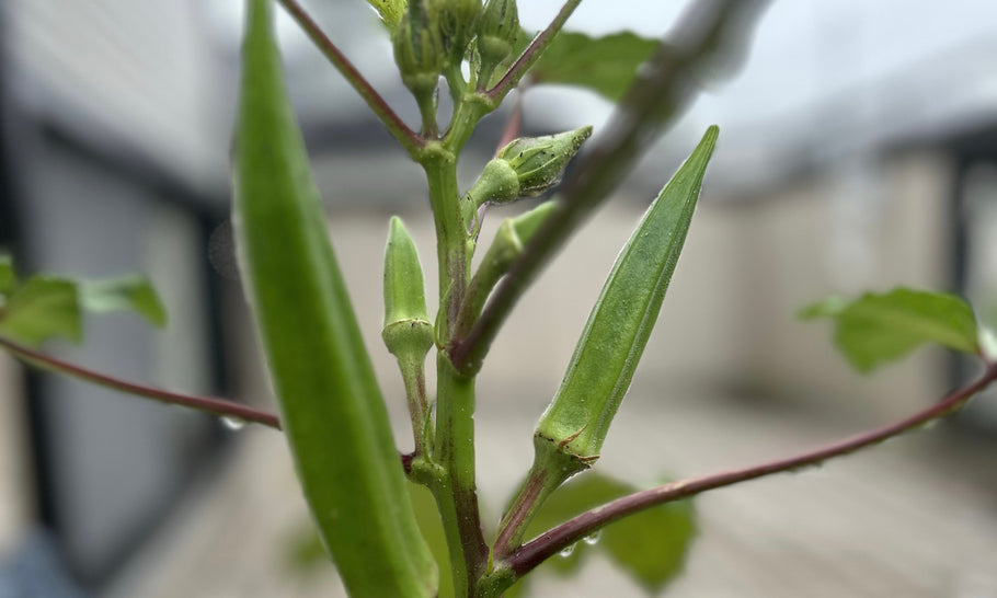 【オクラの後作にいい野菜一覧】連作障害が起こる相性の悪い野菜は？