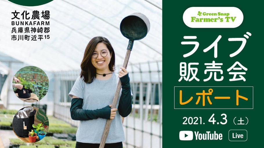 生産者に聞く、失敗しない苗から始める家庭菜園