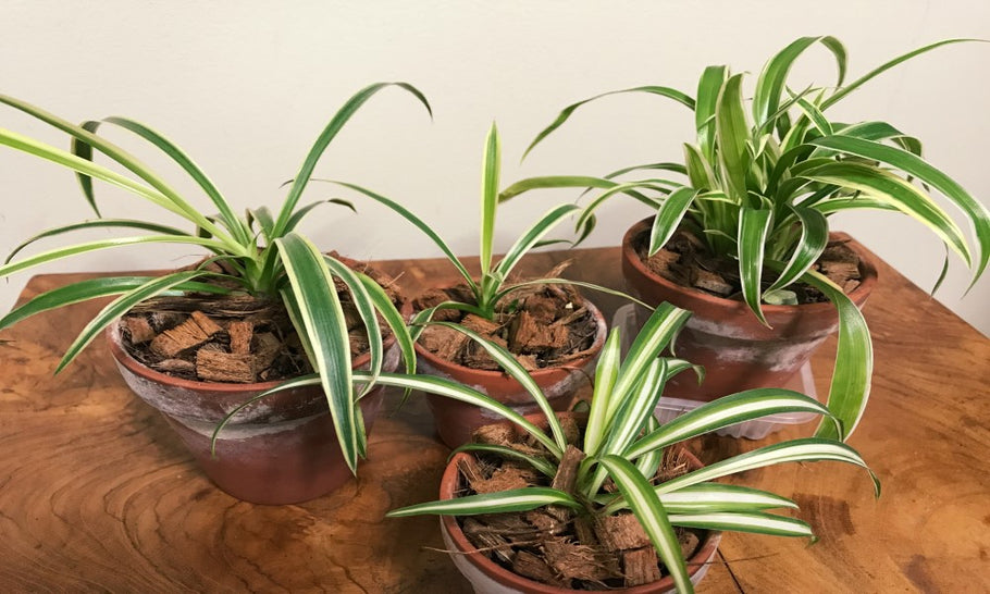 オリヅルランの種類図鑑｜人気品種、それぞれの特徴は？