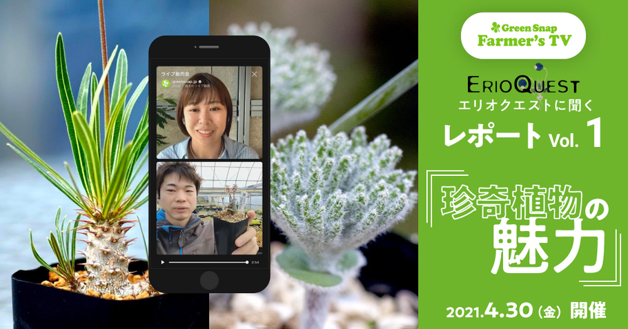 生産者に聞く、ケープバルブ・珍奇植物の魅力！