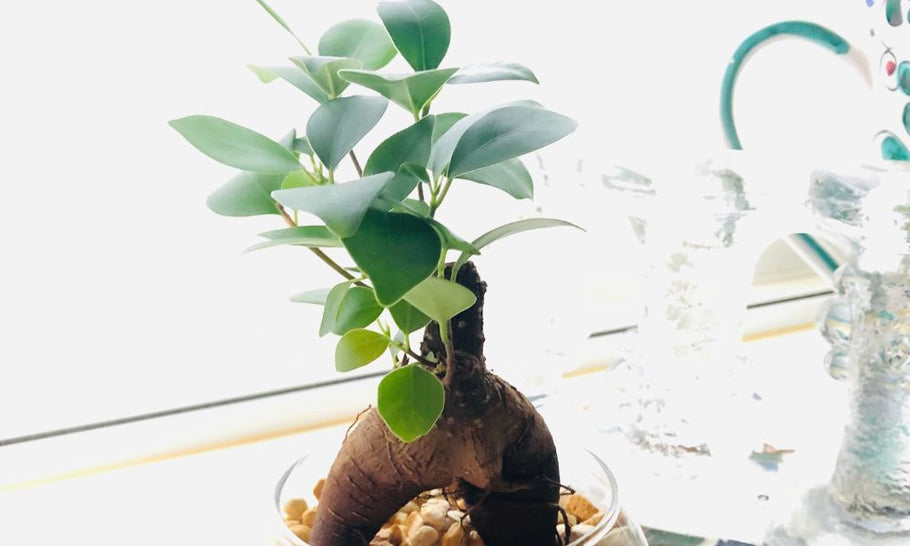 【ガジュマルの花言葉】幸せを呼ぶ植物！怖い意味もあるって本当？