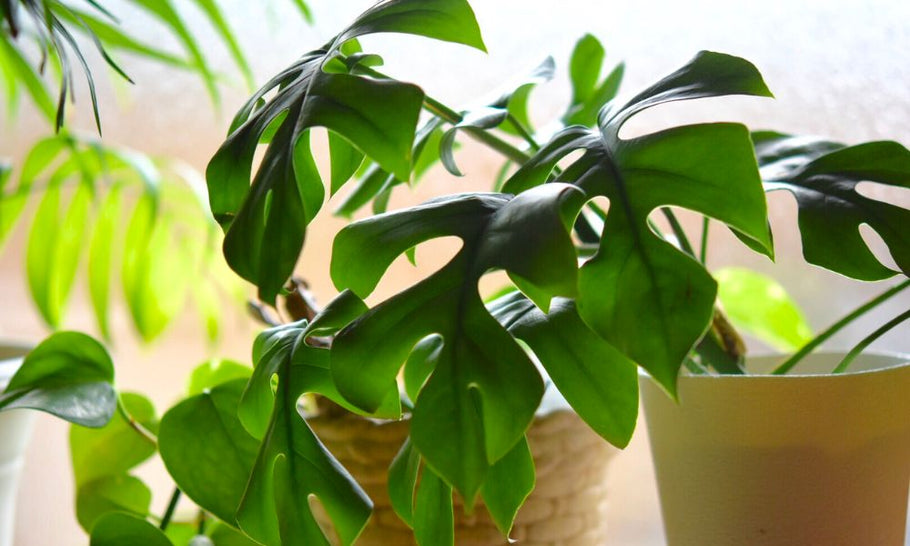 モンステラの花言葉に怖い意味はある？ヒメモンステラと意味は同じ？