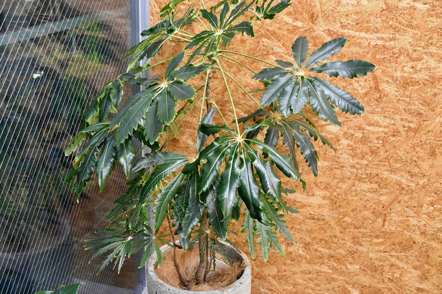 【定番の観葉植物の花言葉一覧】商売繁盛や怖い意味をもつのはどれ？