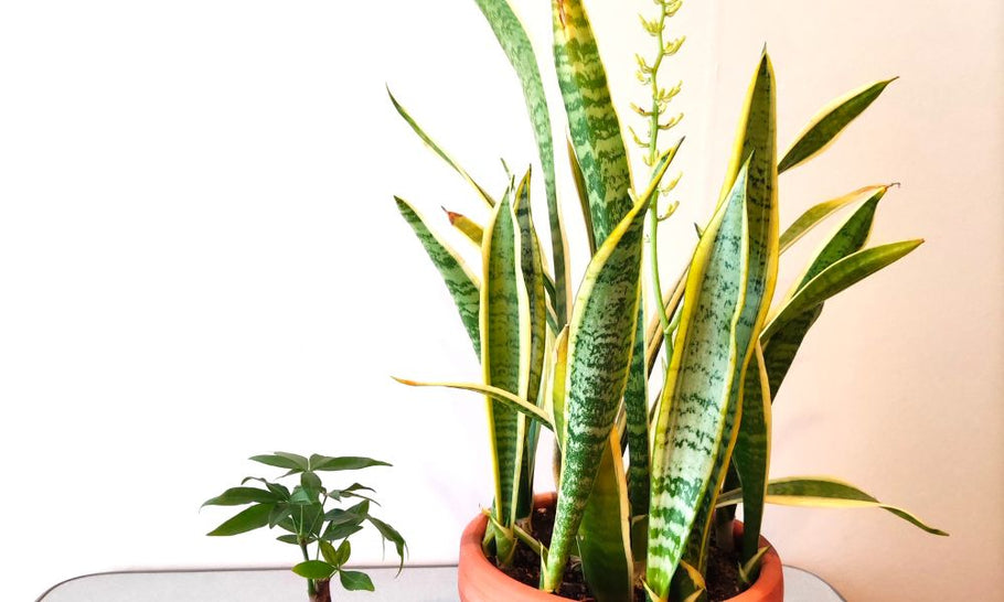 サンスベリアの花が咲く確率はどれくらい？花言葉や不吉とされる理由
