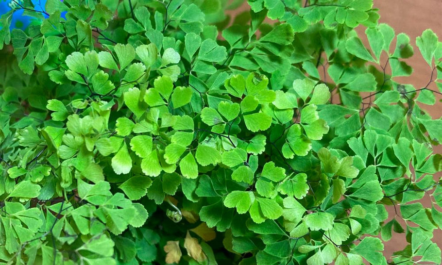【アジアンタムの育て方】植え替えや水やり頻度は？室内のどこに置く？