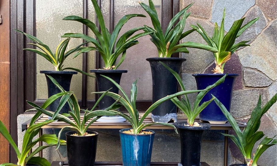 【万年青の育て方】鉢植えの植え替え時期は？地植えで冬越しできる？