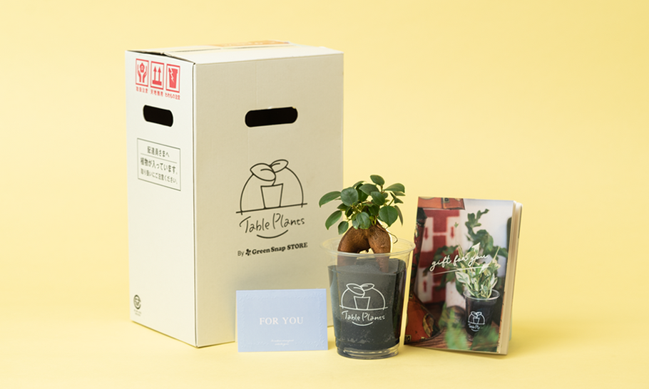 観葉植物のプレゼントの選び方｜迷惑にならないおすすめの種類は？