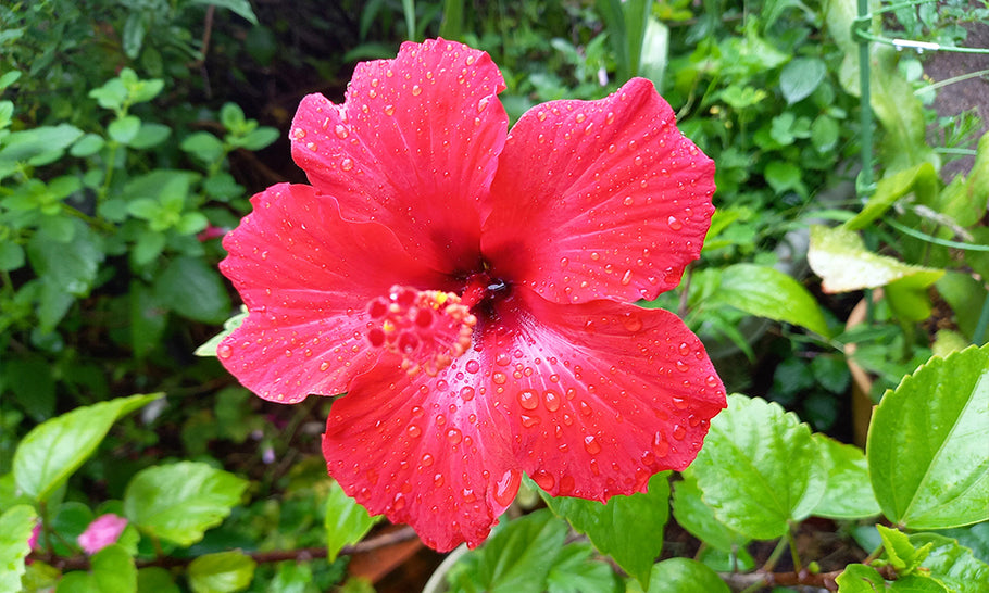 【ハイビスカスの育て方】鉢植えの植え替え時期は？肥料は必要？