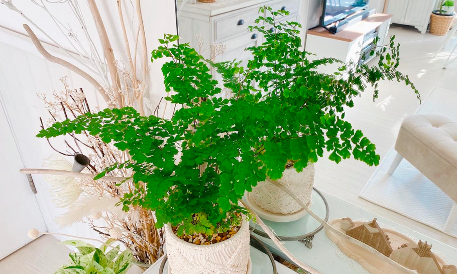 アジアンタムの花言葉は「天真爛漫」で、怖い意味もないって本当？