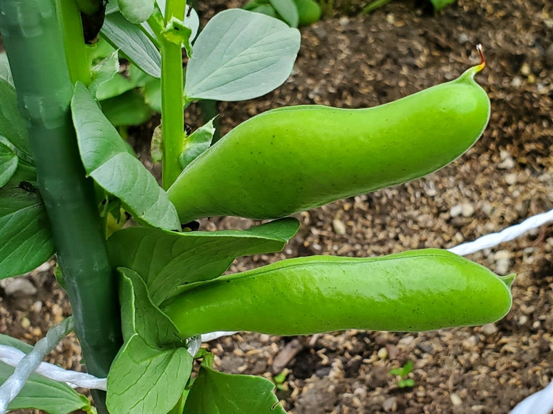 【そら豆の栽培】種まき時期や収穫時期はいつ？摘心など育て方を解説