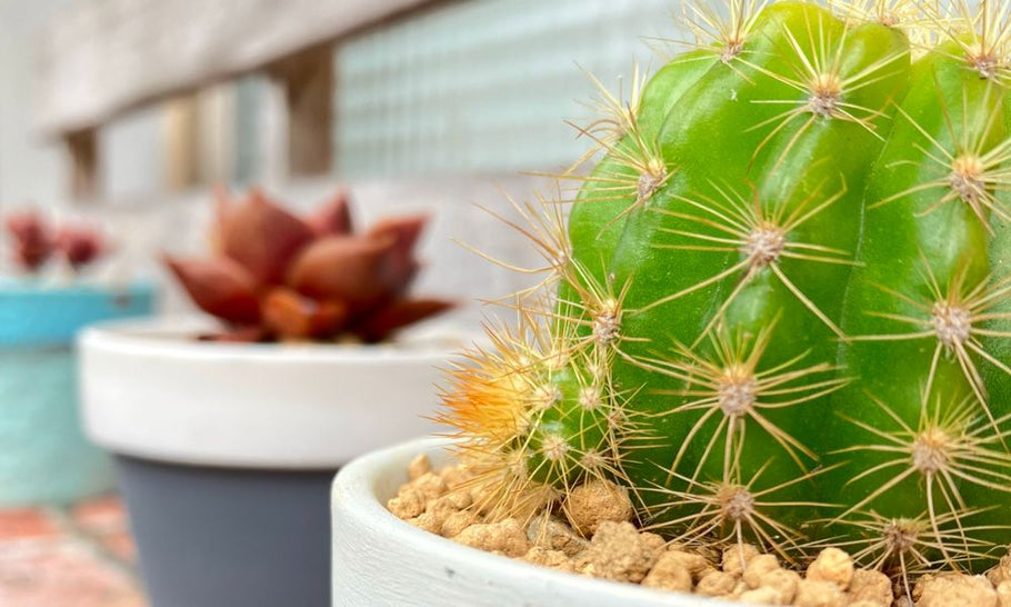 【サボテンの花言葉】種類別で意味が違う？怖い意味もあるの？