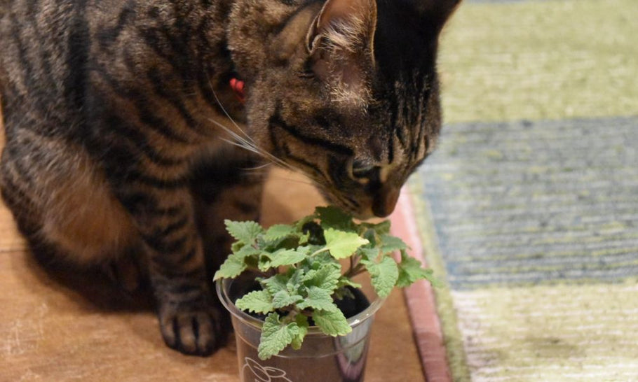 猫にも安全な観葉植物一覧！危険な植物の見分け方や、安全な飾り方は？