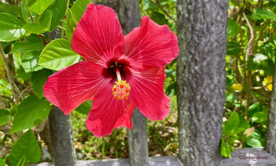 【ハイビスカスの花言葉】怖い意味もある？色によってちがう？