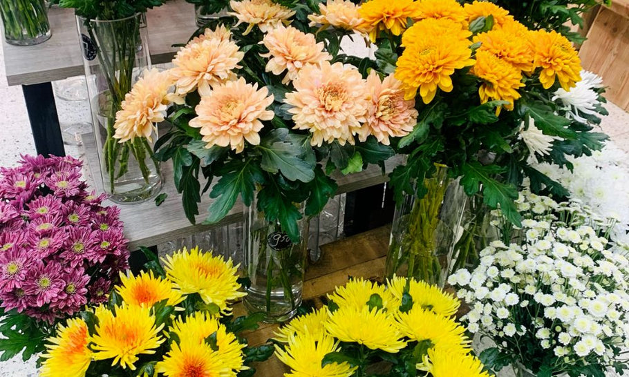 菊の種類図鑑｜和菊と洋菊のちがい、スプレーマムの特徴とは？