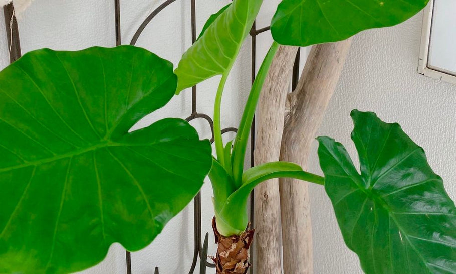 【クワズイモの育て方】剪定場所や植え替え時期は？太くしたいなら？