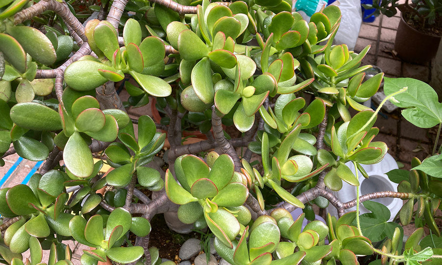 【金のなる木の育て方】冬の置き場所や植え替え時期は？幹を太くする方法は？