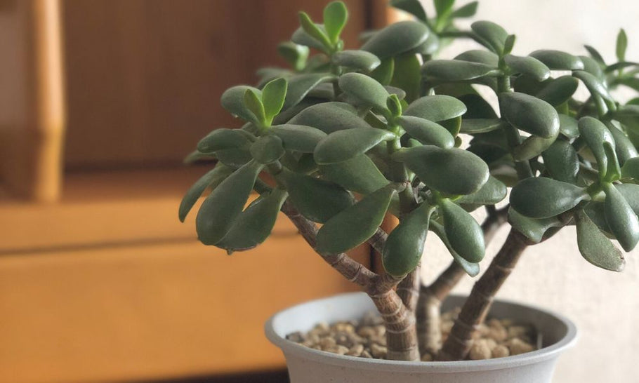 【金のなる木の花言葉】花が咲くと縁起が悪いという噂の真相は？