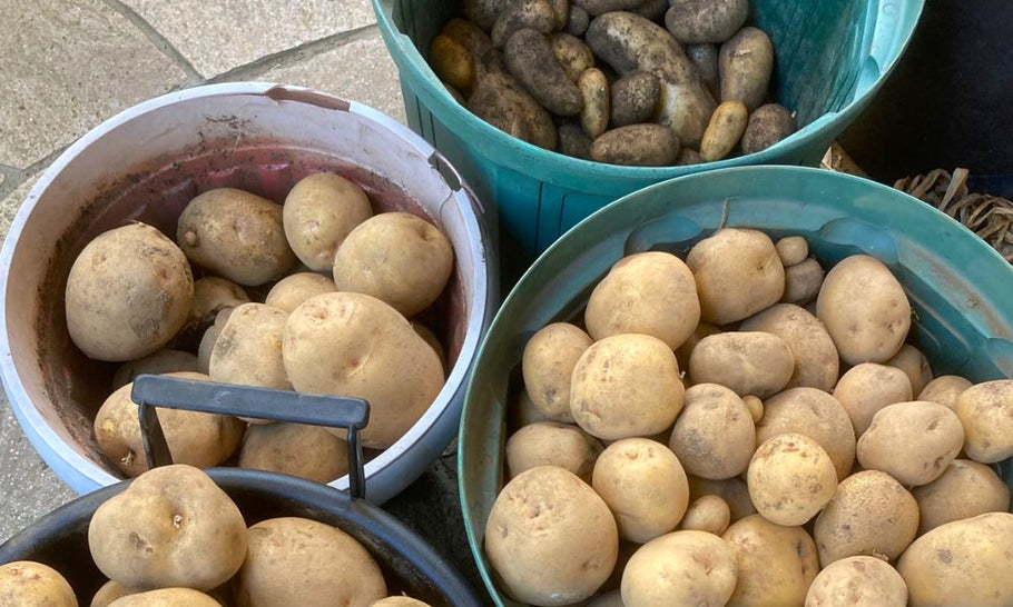 じゃがいもの種類・品種一覧｜味の特徴や人気種なども徹底解説