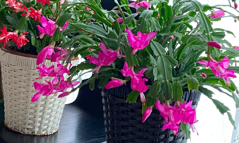 シャコバサボテンの種類｜デンマークカクタスやカニサボテンとの違いは？