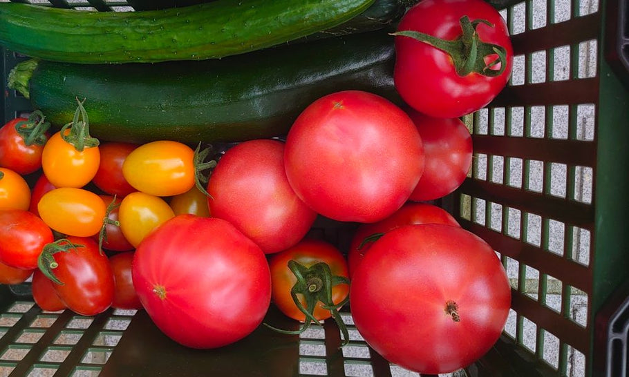 トマトの種類図鑑｜家庭菜園で人気の品種はどれ？