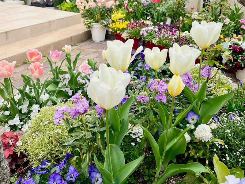 チューリップの花壇づくり！おしゃれな植え方と一緒に植えるといい花