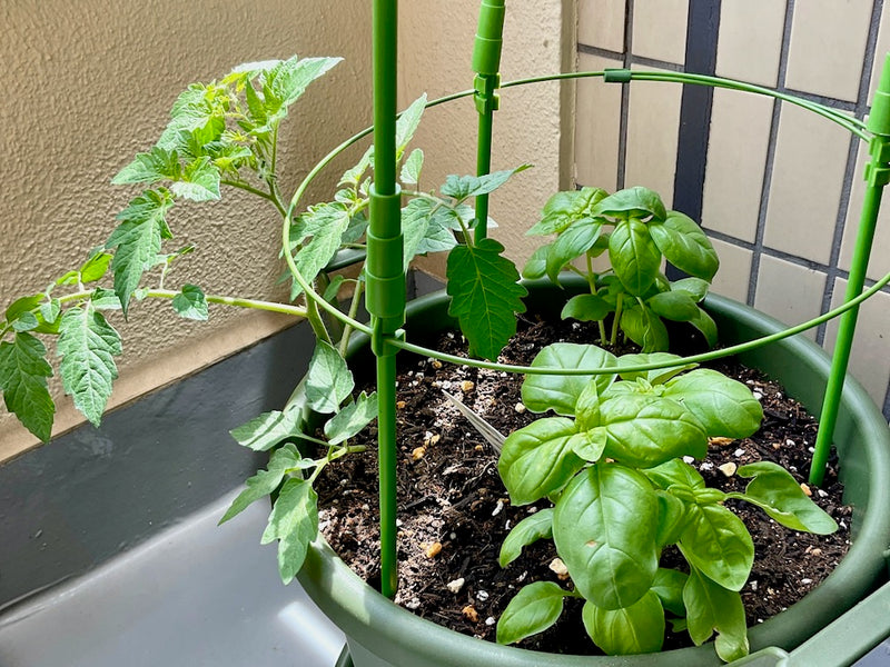 トマトのコンパニオンプランツとは？一緒に植えるといい相性のいい植物10選
