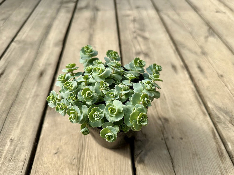 【ミセバヤの育て方と増やし方】花が終わったら？植え替え時期は？