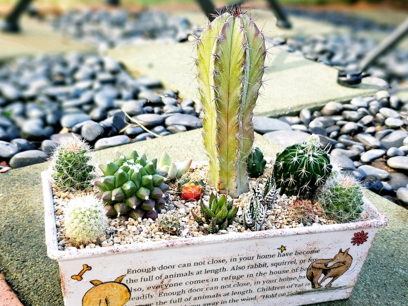 サボテンの寄せ植え入門！初心者でもセンスよく仕上がるコツとテクニックを解説！