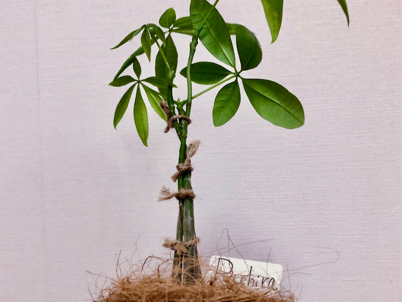 編み込みパキラって自分でつくれる？編み方とその後のお手入れのコツとは？