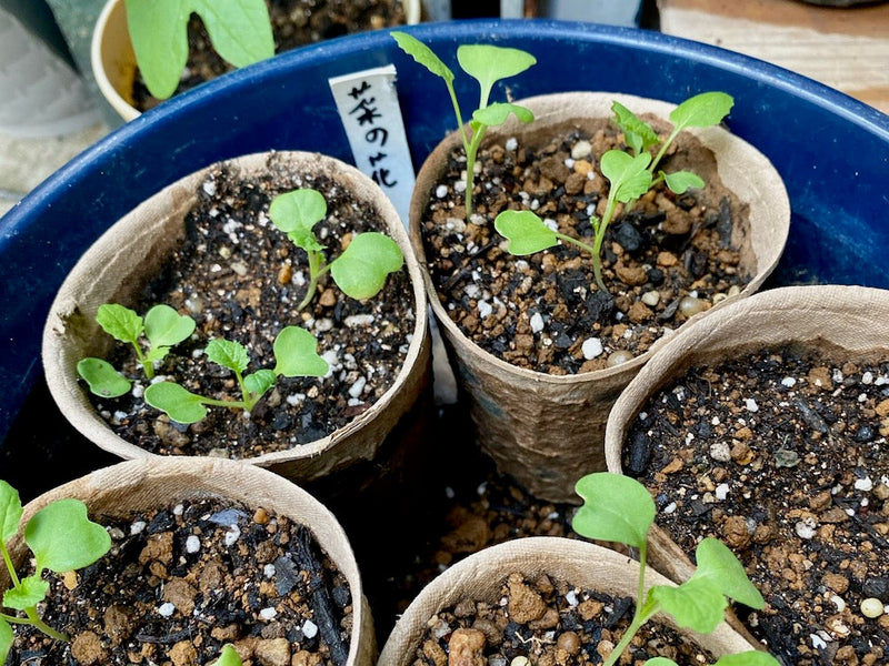 菜の花の種まき時期は9〜11月！直まきやポットまきのコツは？