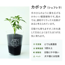画像をギャラリービューアに読み込む, 【風水効果あり！】テーブルプランツ(Table Plants) 2種セット ※土を使わない観葉植物
